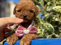 Orijinal Güler Yüzlü Show Kalite Poodle Yavrumuz
