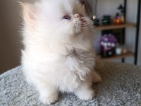 Safkan Şecereli İran Kedisi Bebekler