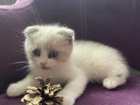 Scottish Fold Sevimli Kedi Yavrusu