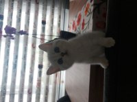 Yavru British Kedimiz Yeni Yuvasını Arıyor