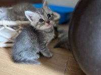 5 British Yavru British Shorthair Kedimiz Yeni Yuvaya Hazır