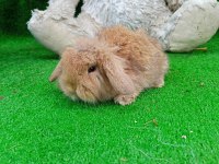Hollanda teddy lop tavşan yavrularımız