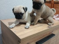 Pug Mops Bebekler