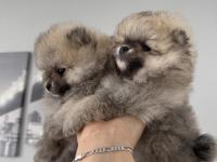 Pomeranian Boo Dişi Ve Erkek