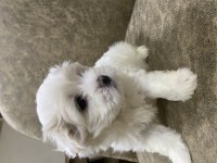 Size Terapi Gelecek Anne Babası Bizde Olan Dost Canlısı Yavru Köpekler