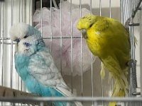 Üst Vasıf Show Takım Muhabbet Kuşlar