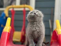 Koca Kafa Scottish Fold Yavrumuz