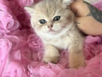 Dişi Bebek Kedim Sahibini Bekliyor