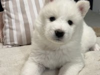 Sevimli Samoyedler