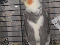 Sultan papağanınmız ele alışık şarkı söylüyor