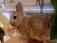 Orjinal cüce tavşanlar