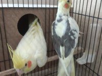 Çift sultan papağanımız