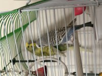 Çift Muhabbet Kuşumuz