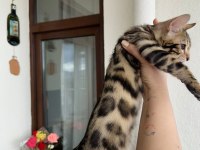 Bengal kedisi kardeşler