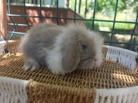 Hollanda Teddy Lop Tavşan Yavrular