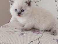 Kar Topu Yumoş British Shorthair Blue Point Bebekler