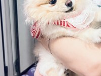 Gülen surat pomeranian 1,5 yaşında