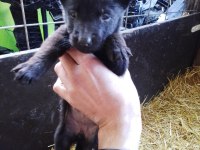 Belçika Kurdu Bebekler