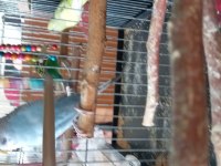 Genç Erkek Muhabbet Kuşu