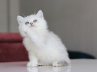 Full Şecereli Babadan Teslime Hazır Erkek Kedimiz