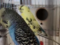 Sağlıklı Muhabbet Kuşu Uyumlu Çift