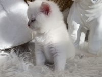 Safkan British Shorthair Lilac Point Erkek