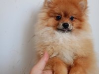 Pomeranian erkek 5,5 aylık