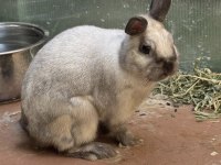 1 Yaşında Erkek Cüce Tavşan