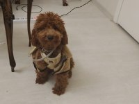 Red Brown Toy Poodle 7 Aylık