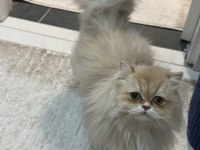 Blh Cy 12 Saf Kan Erkek British Longhair