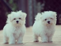 Irk garantili maltese yavruları