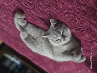 British Shorthair 4 Aylık Lilac