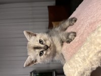 Scottish Ayı Yüzlü Yavru Kediler