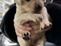 Yavru golden retriever köpeğim