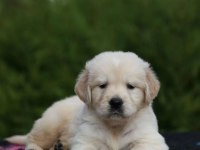 Golden retriever sevimli yavrularımız