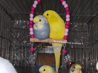 Tüm istanbul ilçelerine adrese teslim muhabbet kuşu