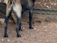 A Kalite Belçika Malinois Yavrular
