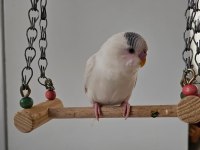 3 Aylık Erkek Muhabbet Kuşu