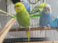 6 Adet Yavru Muhabbet Kuşu 3 Mavi 3 Yeşil