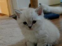 Acil British Shorthair Kedisi Yavrularımız