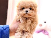 Maltipoo Bebekler Yeni Yuvalarına Hazır