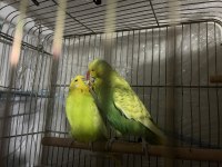 Show takım muhabbet kuşu