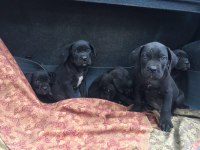 Cane corso yavruları
