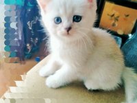 6 haftalık british shorthair yavrular