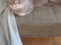 Sahibinden kedi ailesi