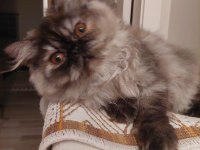 Safkan Sıfır Burun Dişi İran Kedisi