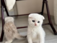 Yeni Yuvasına Gitmeye Hazır Kedilerimiz