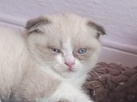 Scottish Shorthair Fold Bicolor
