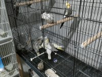 Yeni Yeme Düşmüş Yavru Sultan Papağanlar