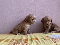 Parti Color Maltipoo Bebekler